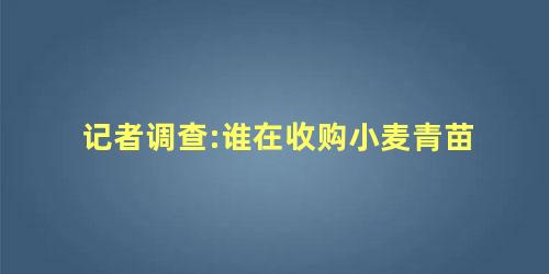 记者调查:谁在收购小麦青苗