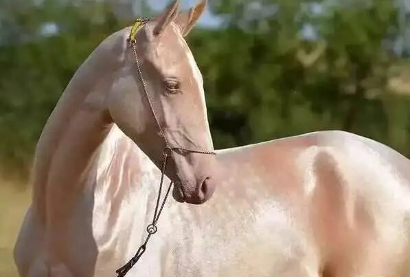 汗血宝马多少钱一匹