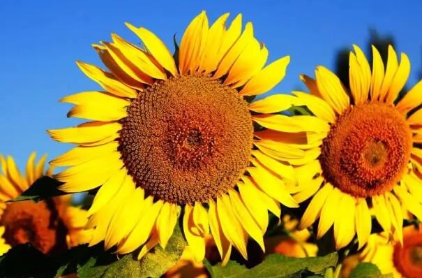 向日葵为什么不能送人原因