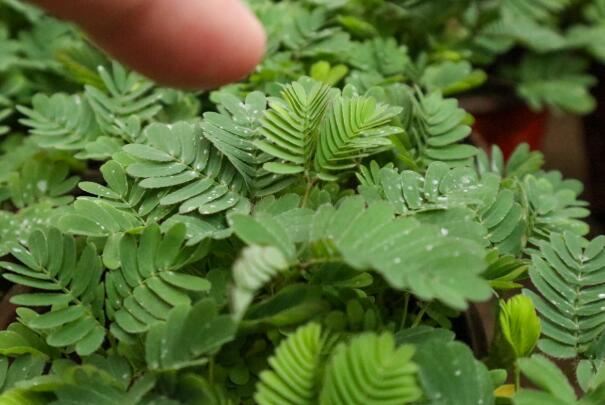 家里千万不能养的6种花