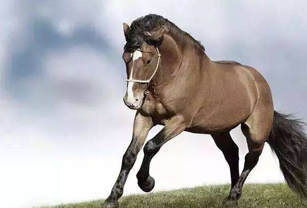 的卢马的主人是谁