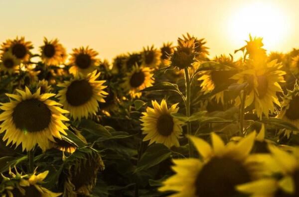 向日葵为什么不能送人