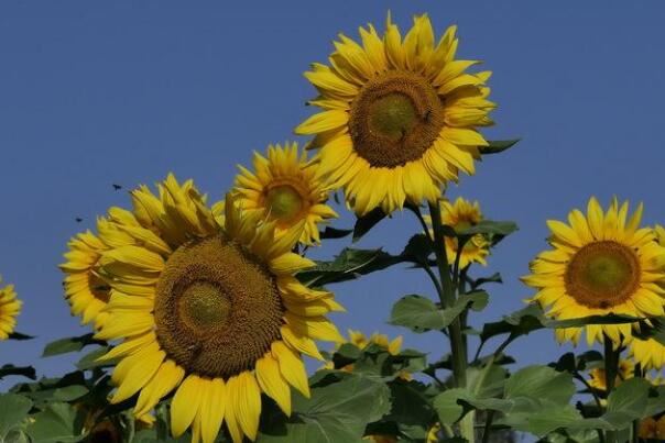 黄色向日葵花语是什么意思