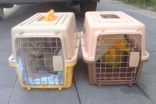 高铁可以托运狗吗