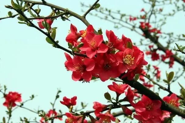 家里养海棠花不吉利