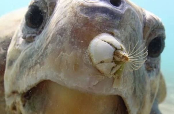 藤壶是什么东西在鲸鱼身上疼吗