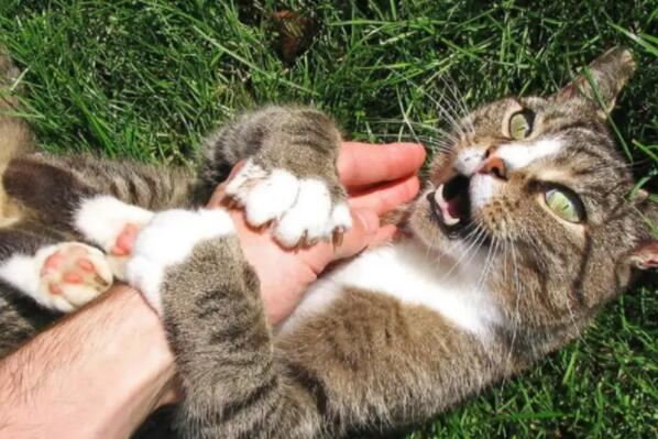 猫咪临死前的六个特殊征兆