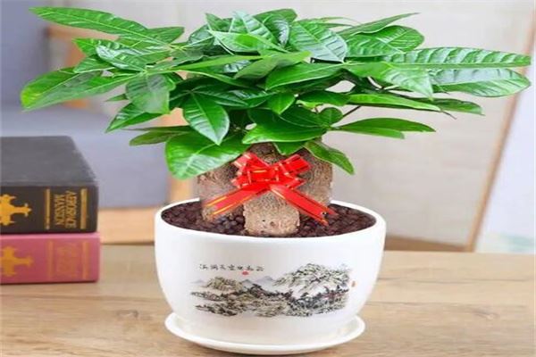 盘点客厅最旺宅的大型植物