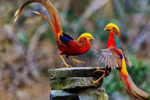 中国有一种很像凤凰的鸟