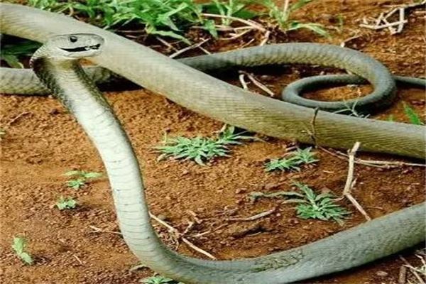 祖坟上放一物后代富贵又发财