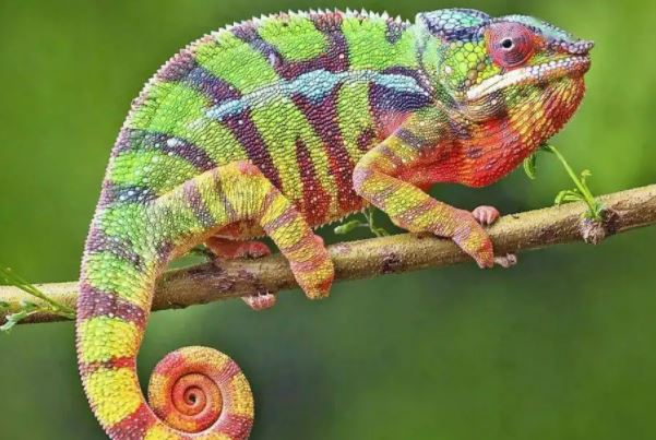 变色龙铁公鸡应声虫哈巴狗分别指哪一类人