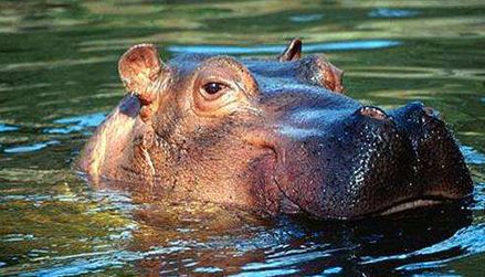 河马为什么这么喜欢泡在水里