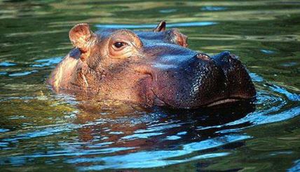 河马究竟是种什么样的存在