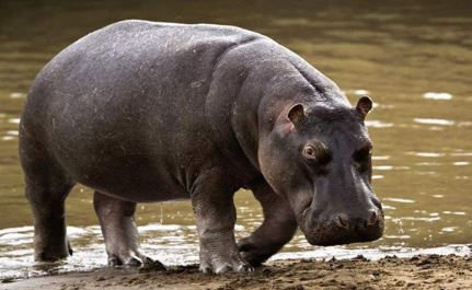 河马需要一直待在水里吗