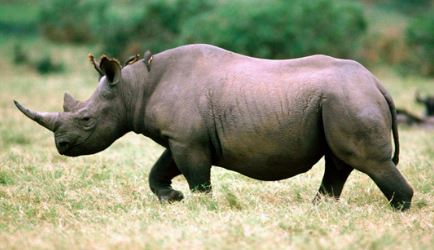 犀牛vs河马究竟谁赢谁输