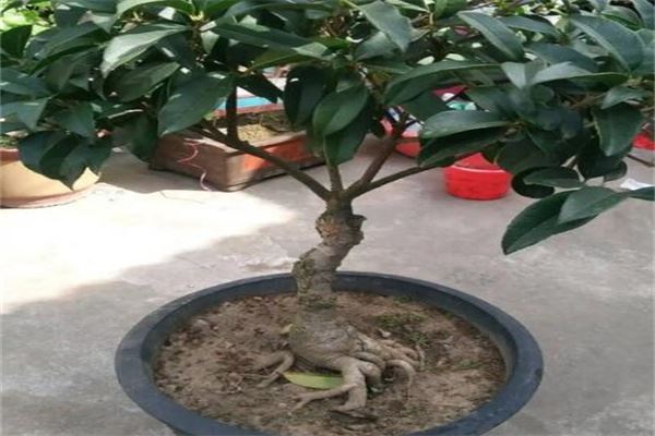 桂花树的风水禁忌